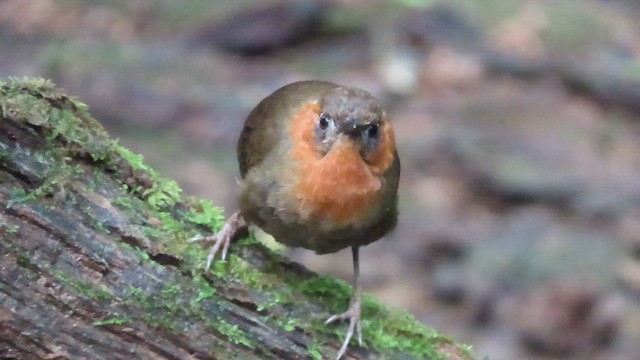 Тріскопліт співочий - ML647359318