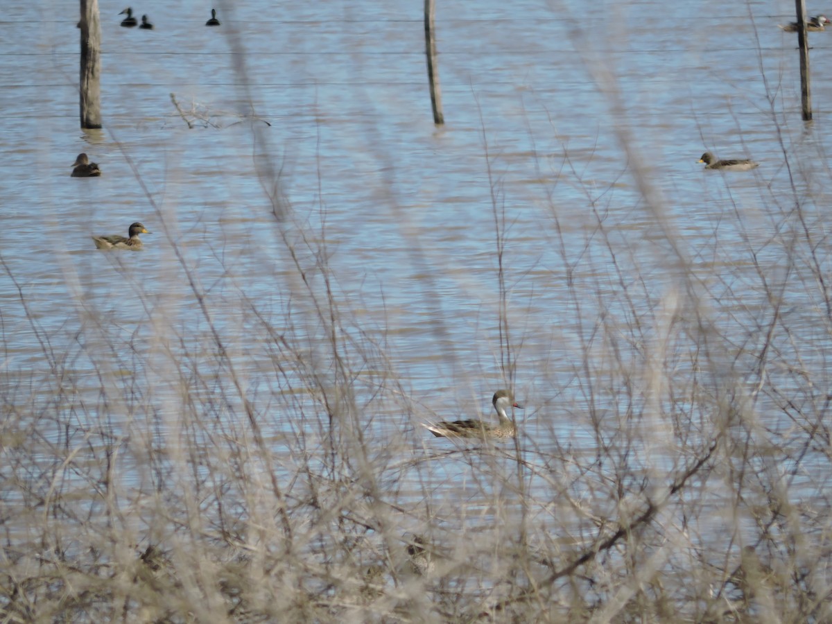 White-cheeked Pintail - ML647359334