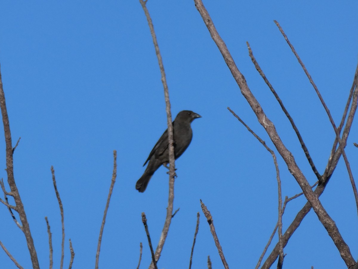 Brown-headed Cowbird - ML647359341
