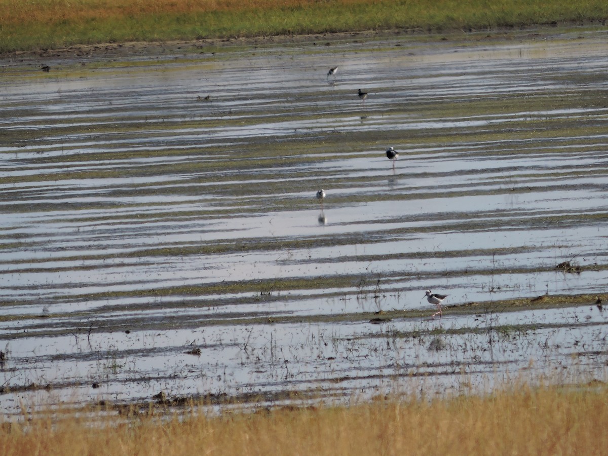 Black-necked Stilt - ML647359345