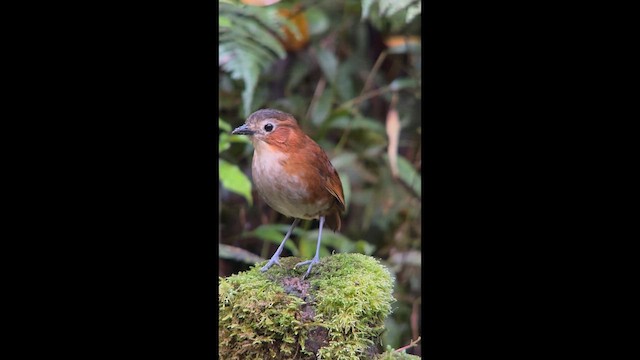 Мурашниця темноголова - ML647359347