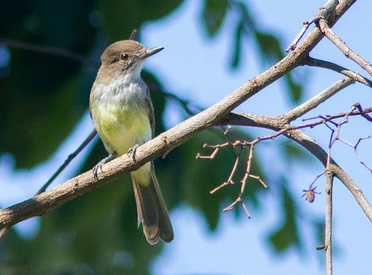 Short-crested Flycatcher - ML647359360