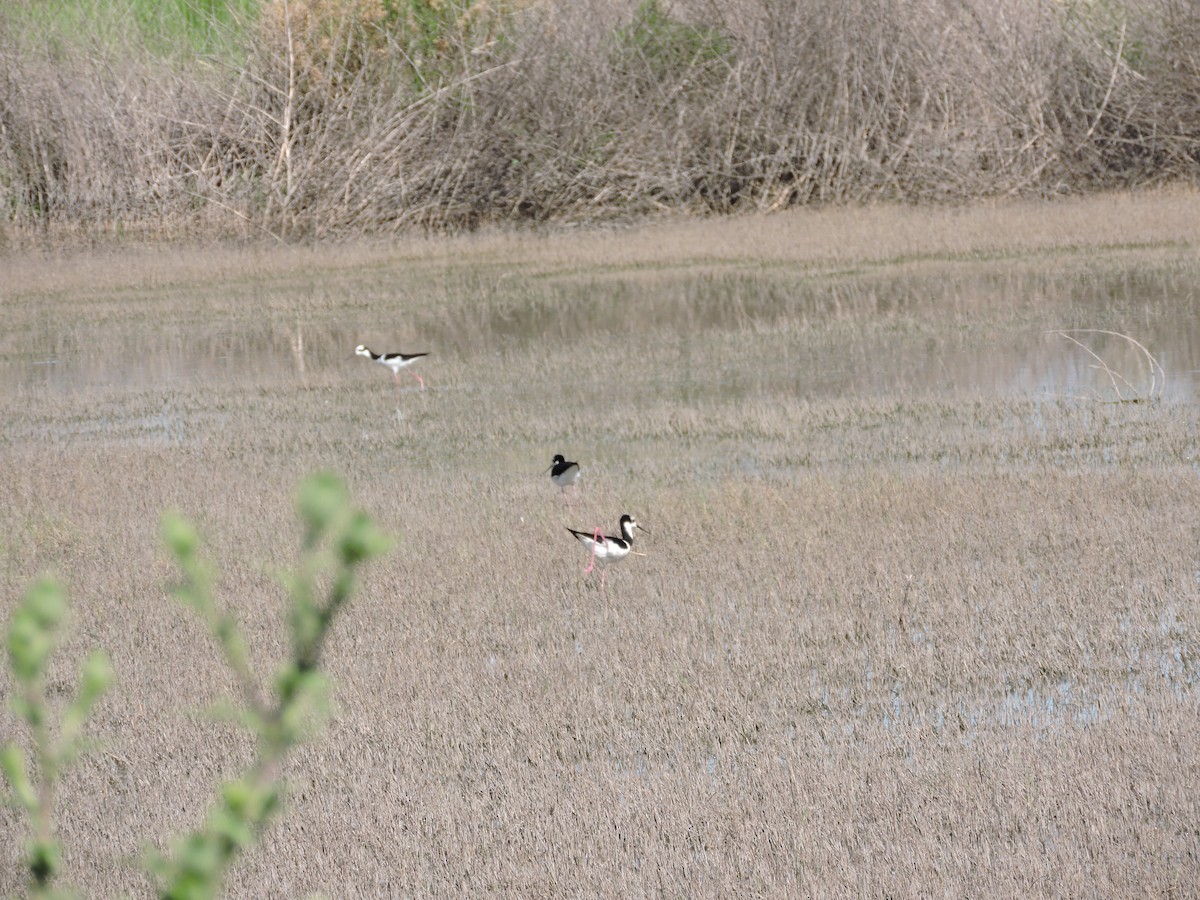 Black-necked Stilt - ML647359361