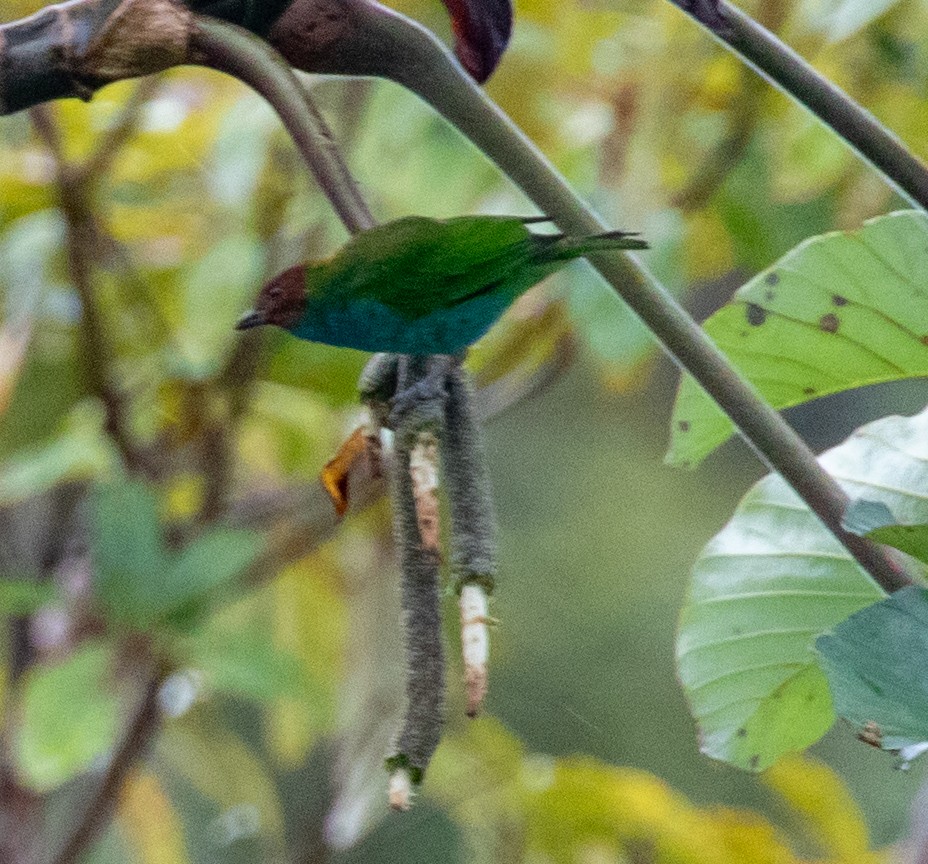 Calliste rouverdin - ML647359362