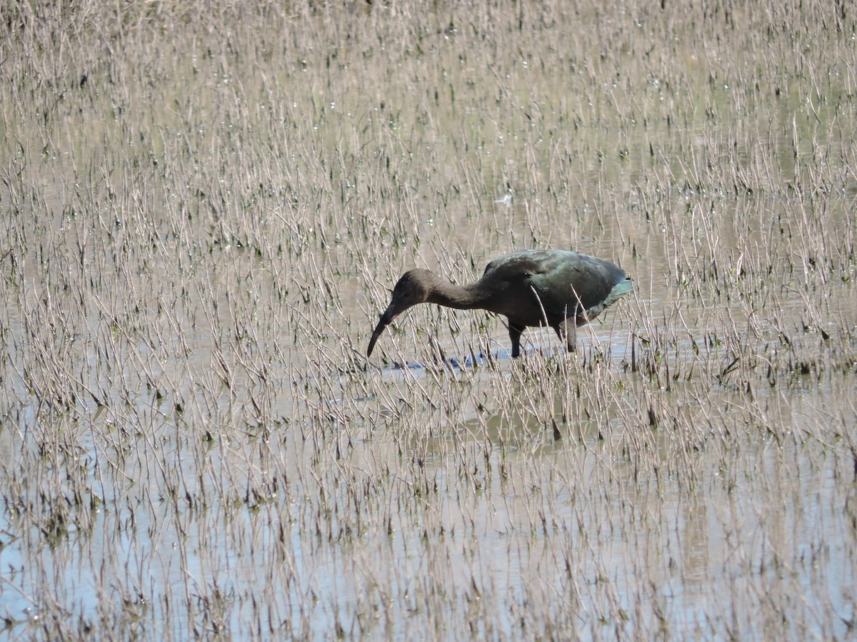 White-faced Ibis - ML647359381