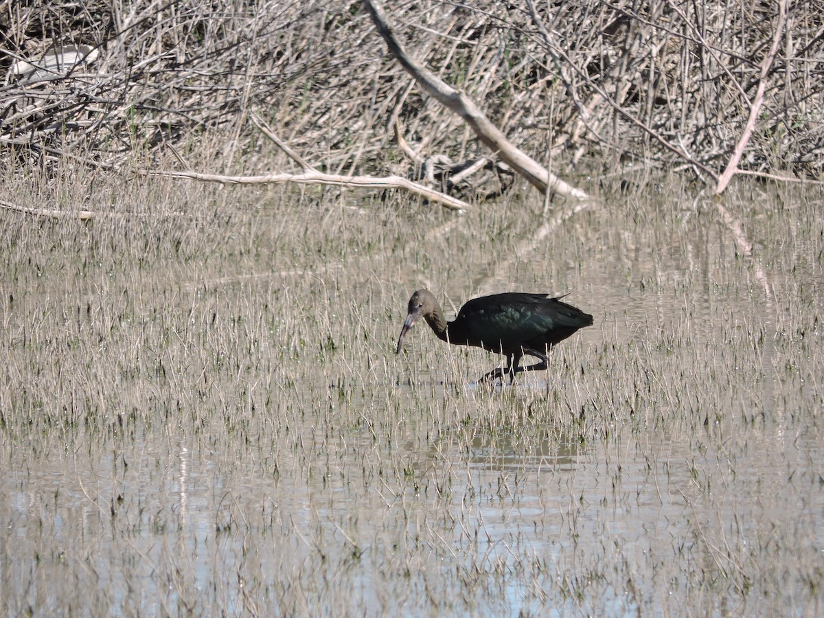 White-faced Ibis - ML647359382