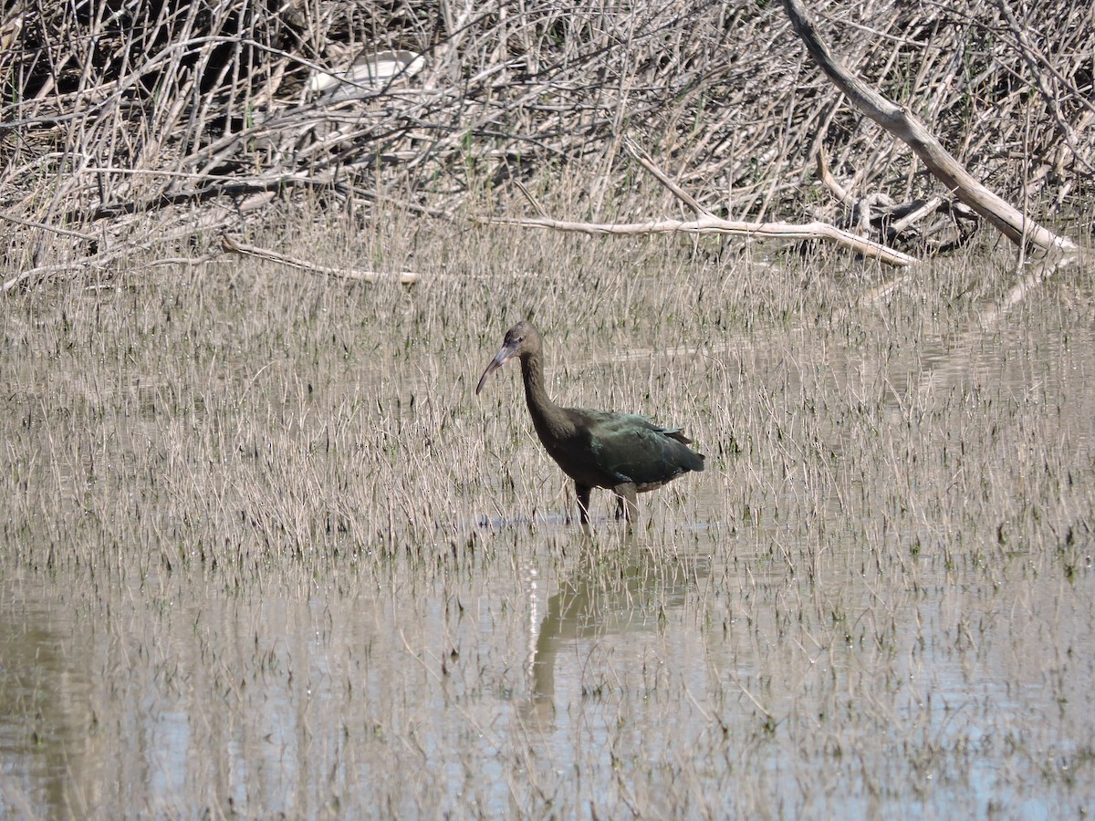 White-faced Ibis - ML647359384