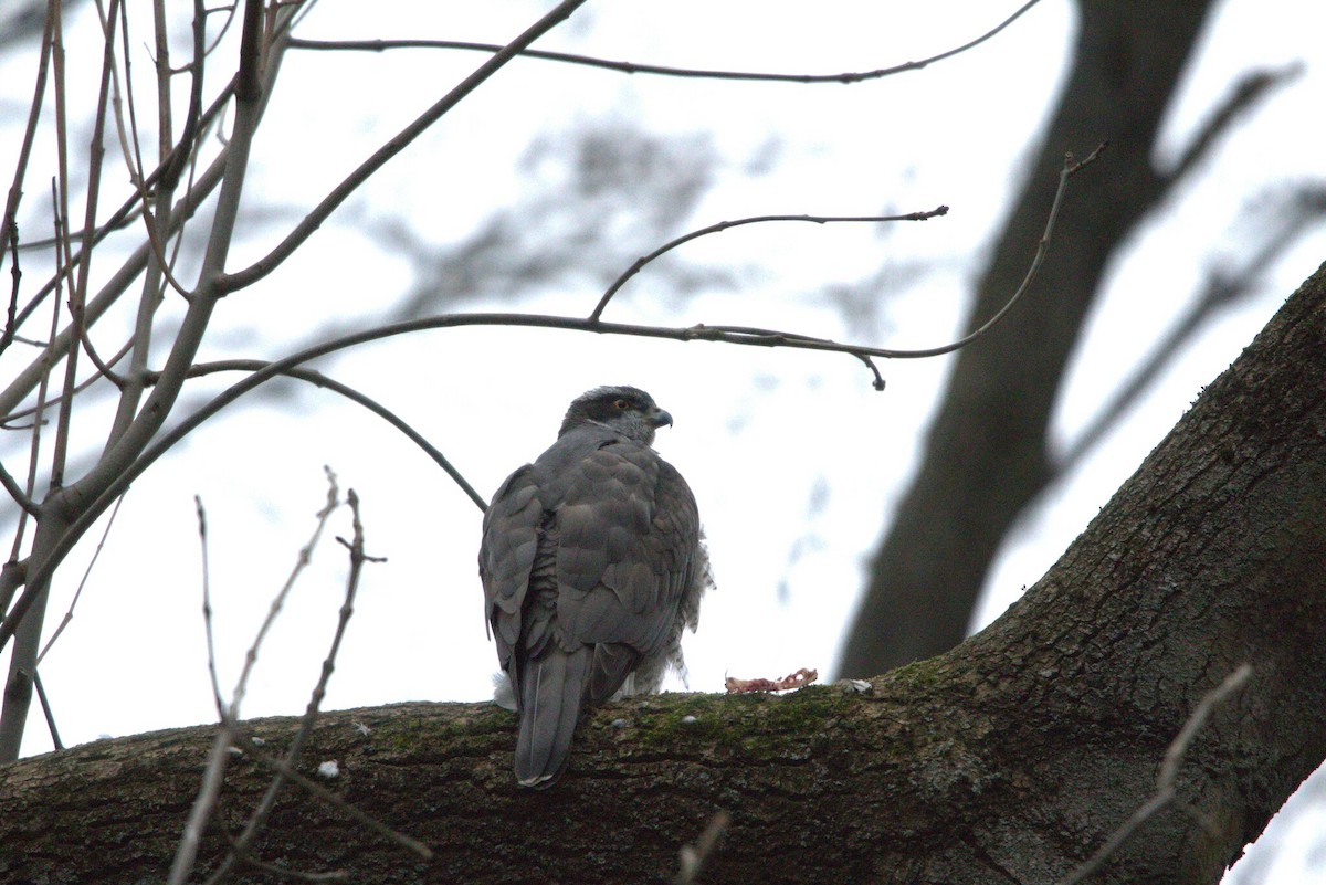 jestřáb lesní - ML647359385