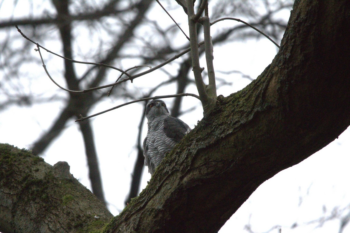 jestřáb lesní - ML647359387