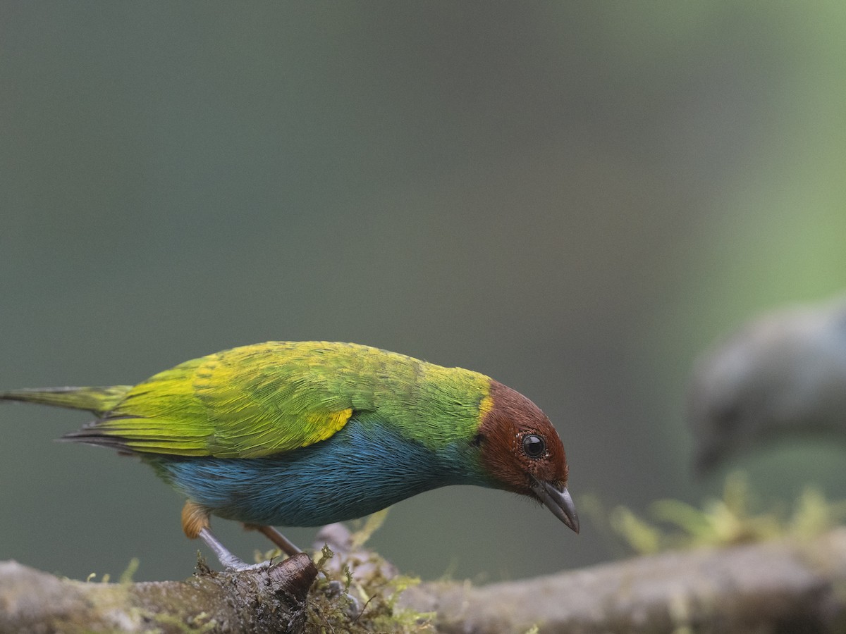 Calliste rouverdin - ML647359388