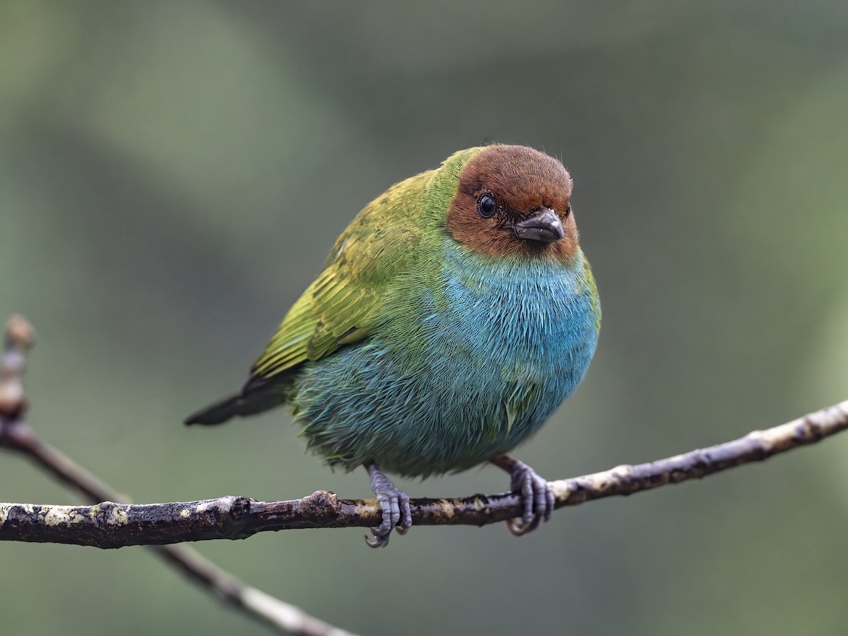 Calliste rouverdin - ML647359389