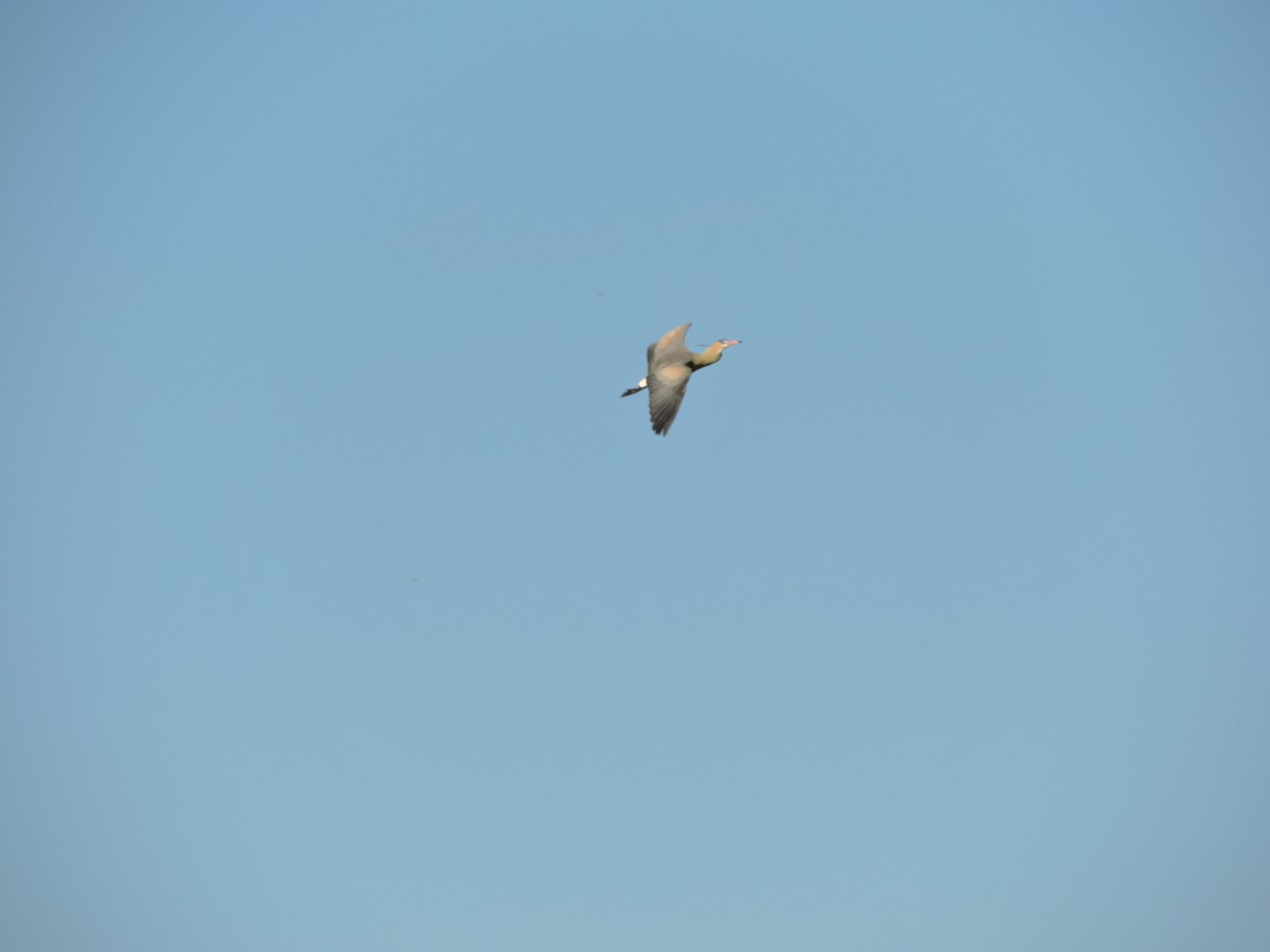 Whistling Heron - ML647359402