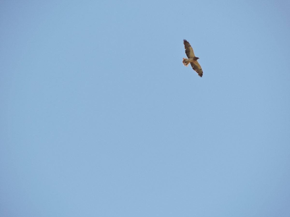 Swainson's Hawk - ML647359424