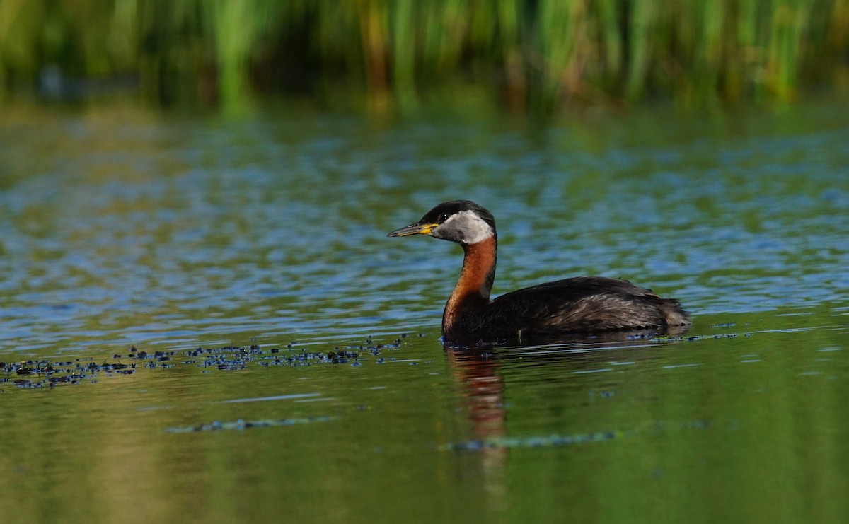Somormujo Cuellirrojo - ML647359428