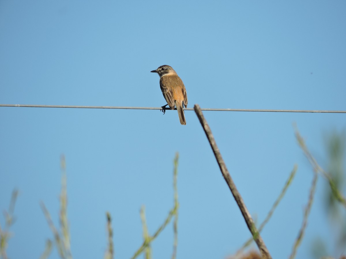 Bearded Tachuri - ML647359435