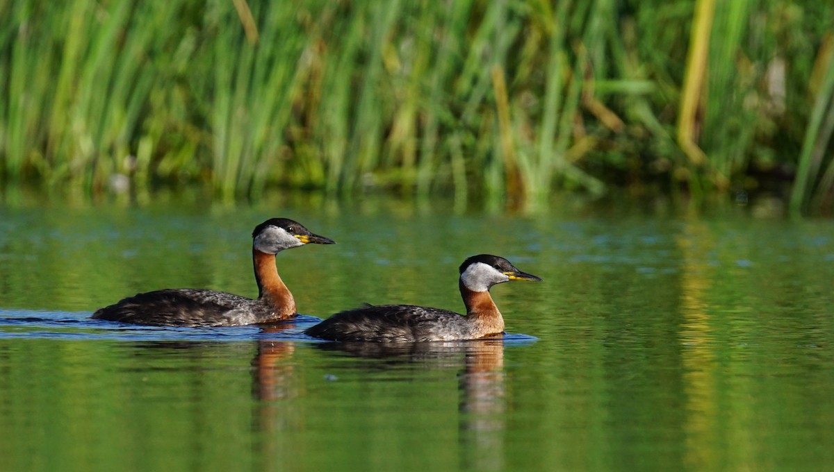 Somormujo Cuellirrojo - ML647359436