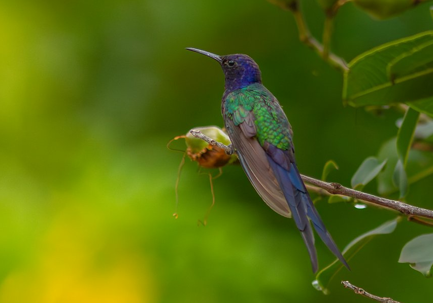 Swallow-tailed Hummingbird - ML647359456