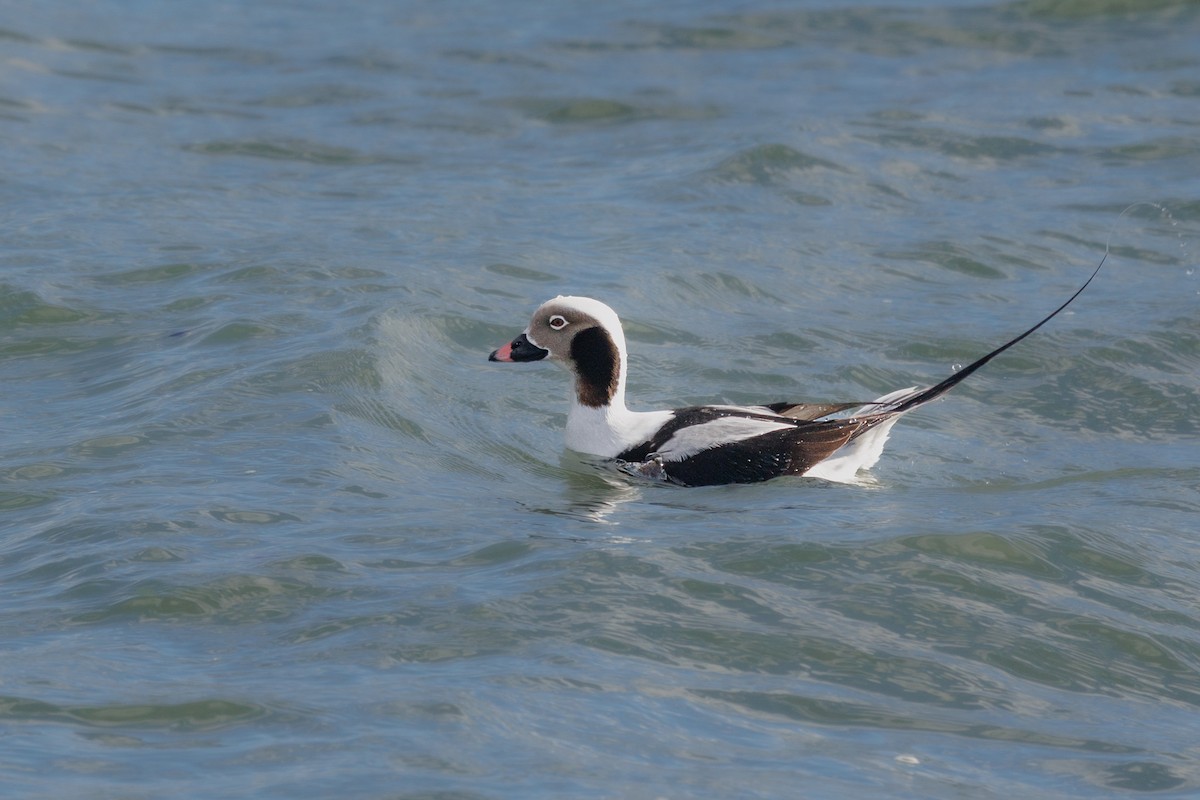 Moretta codona - ML647359459