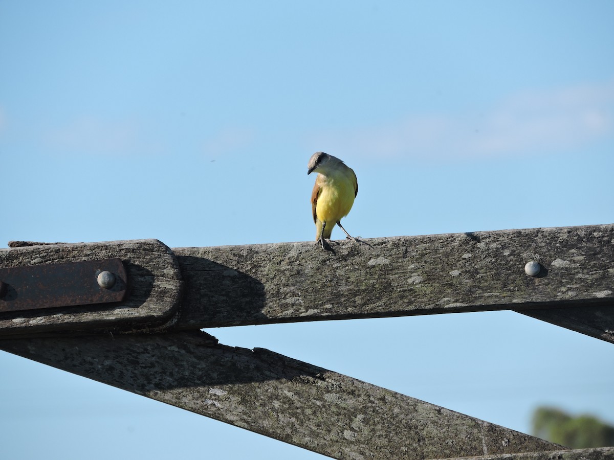 Cattle Tyrant - ML647359462