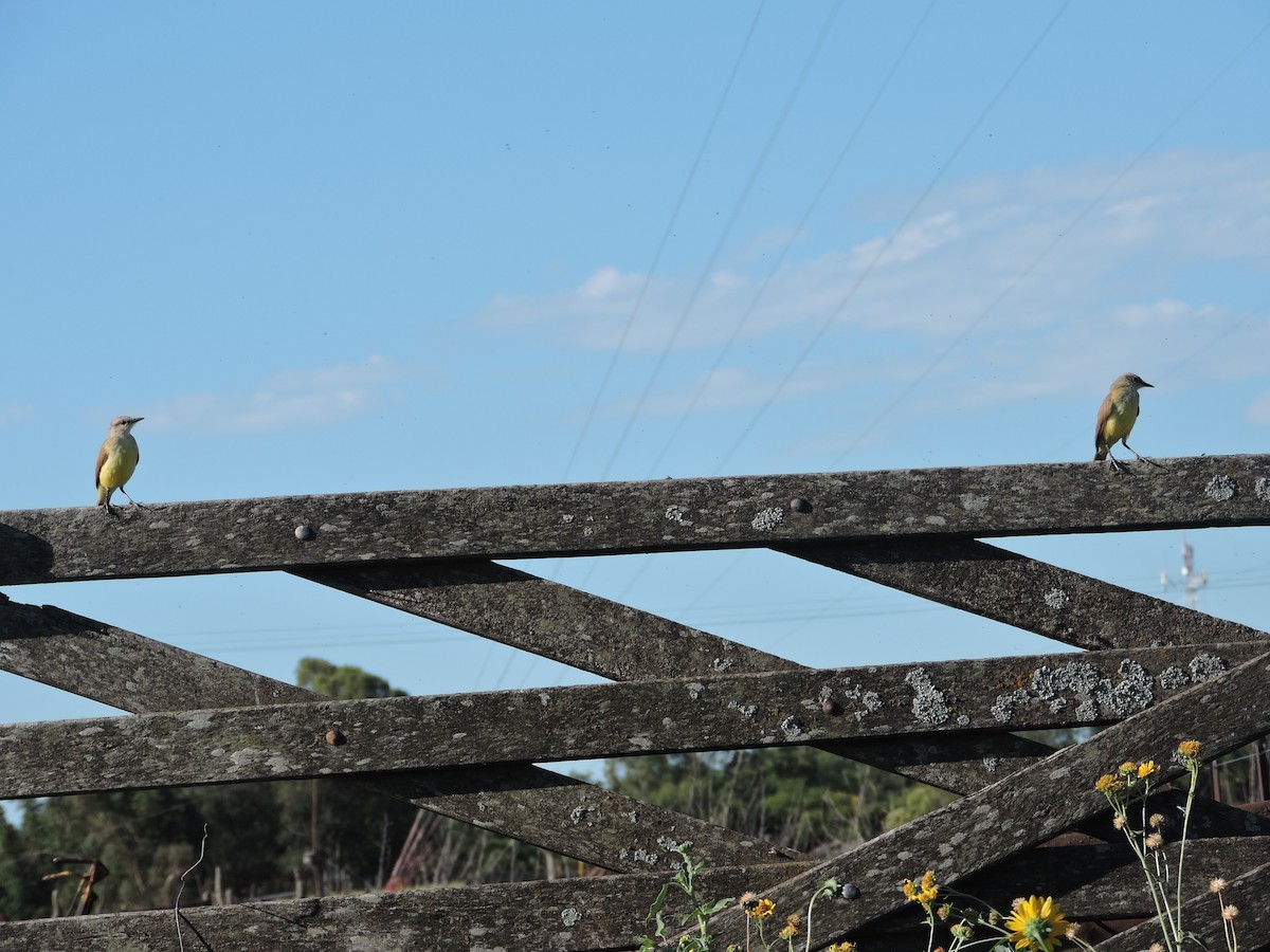 Cattle Tyrant - ML647359463