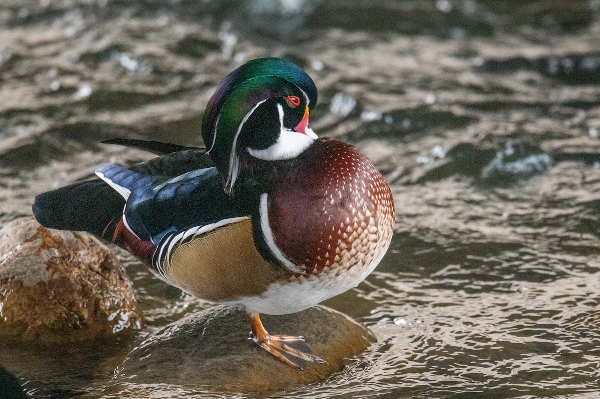 Canard branchu - ML647359465