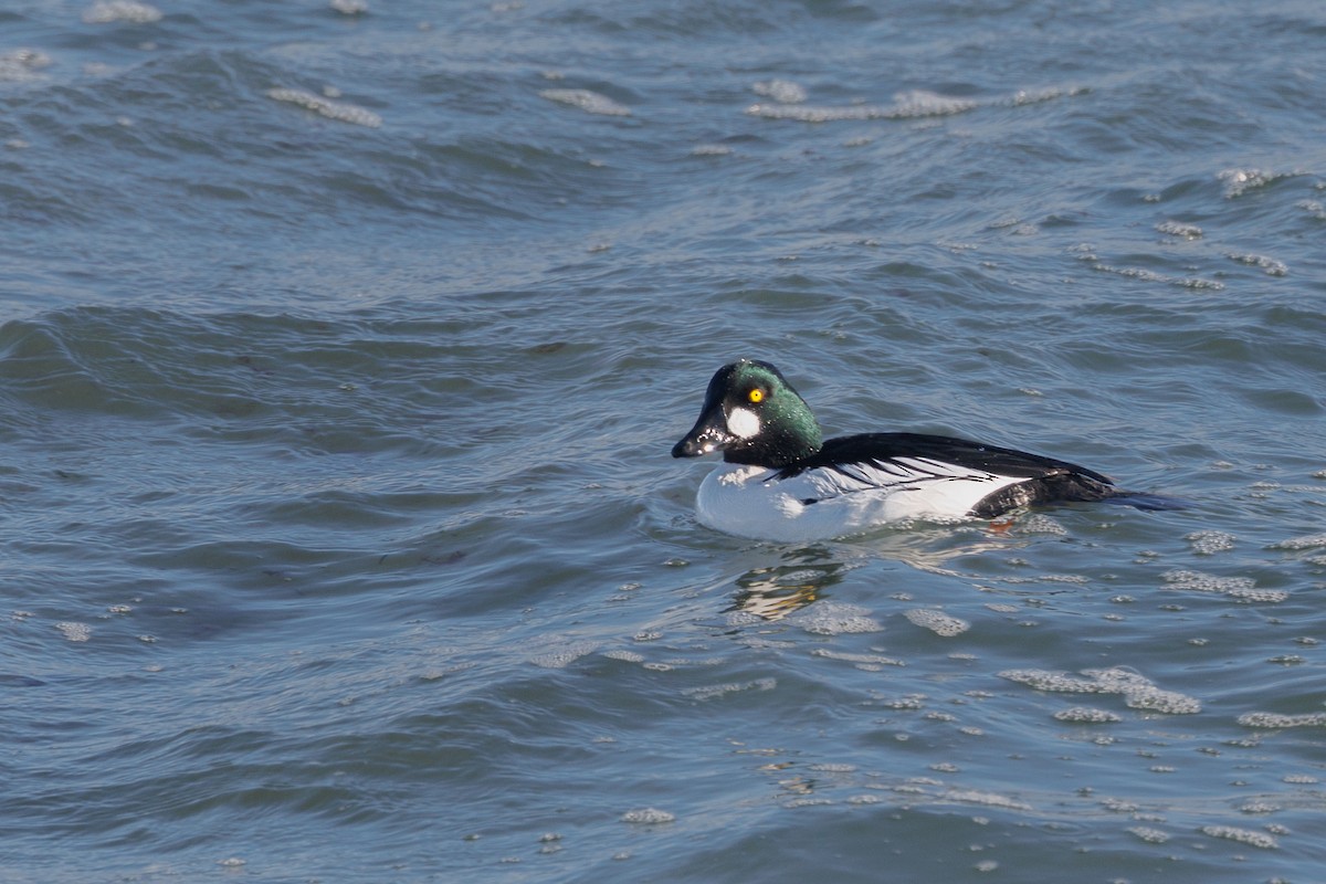 Quattrocchi - ML647359472