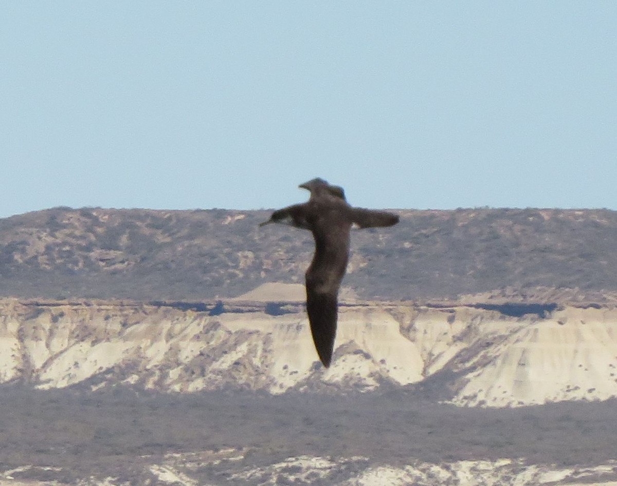 Manx Shearwater - ML647359497