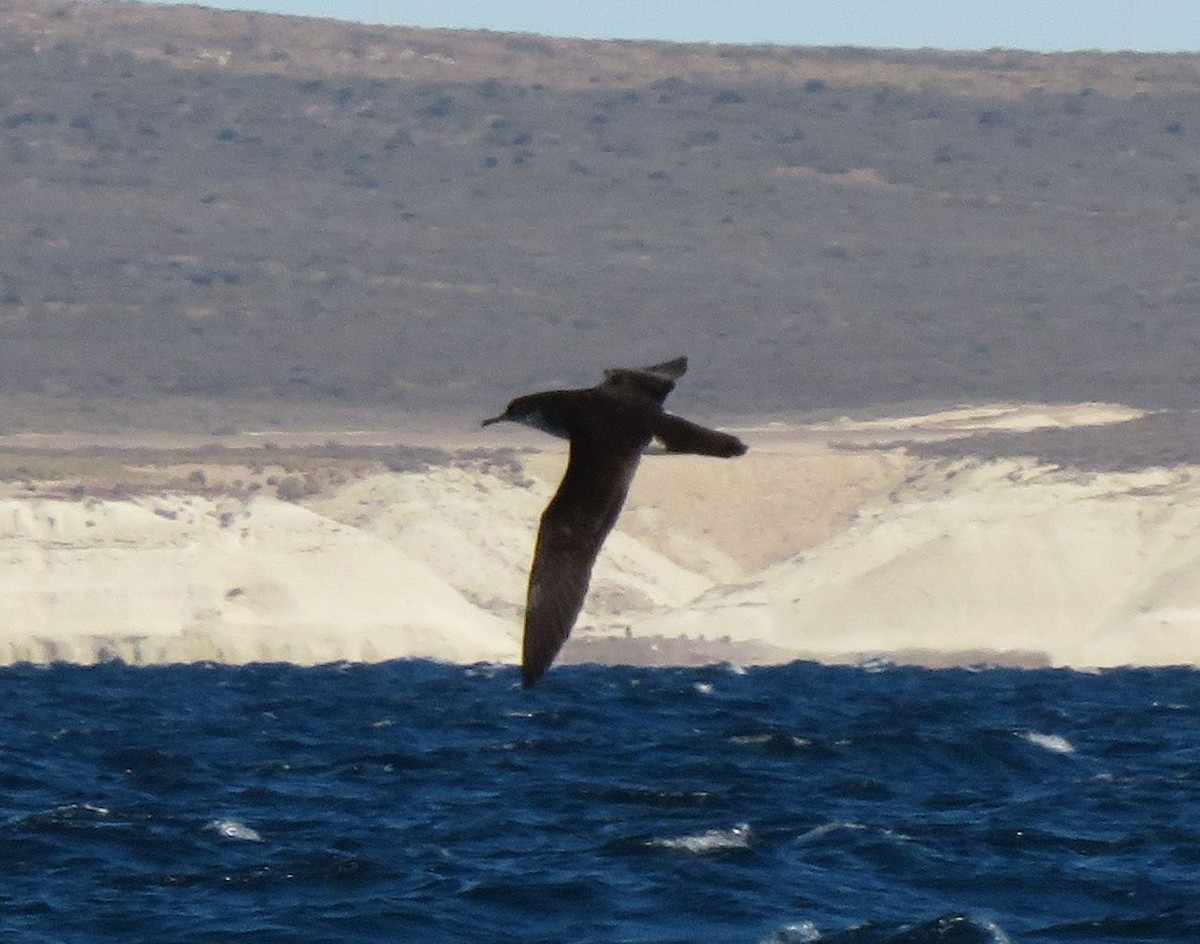 Manx Shearwater - ML647359498