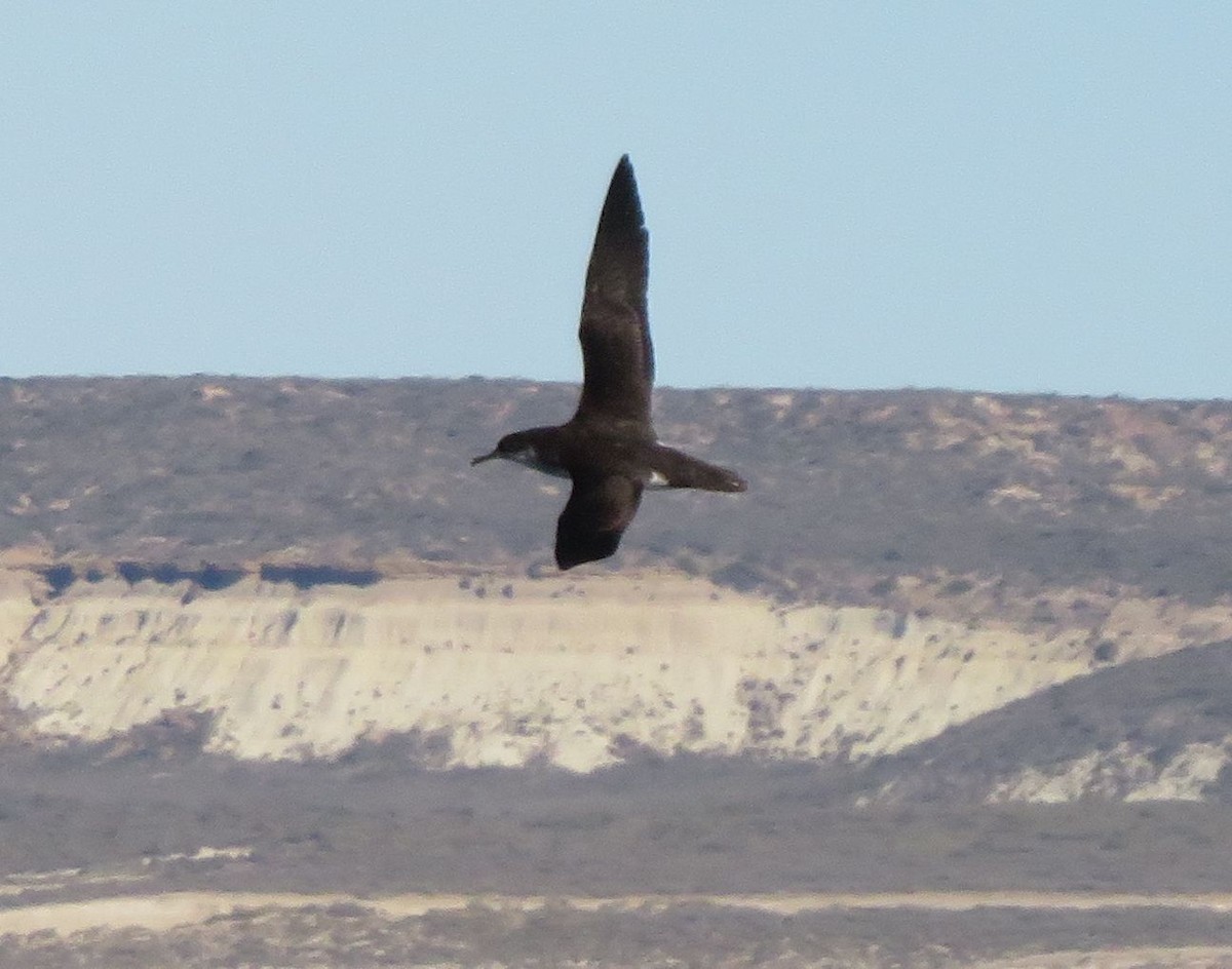Manx Shearwater - ML647359499