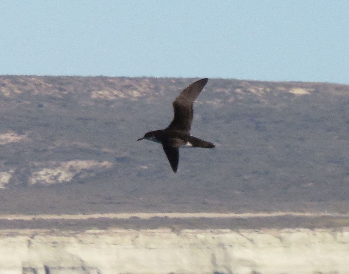 Manx Shearwater - ML647359500