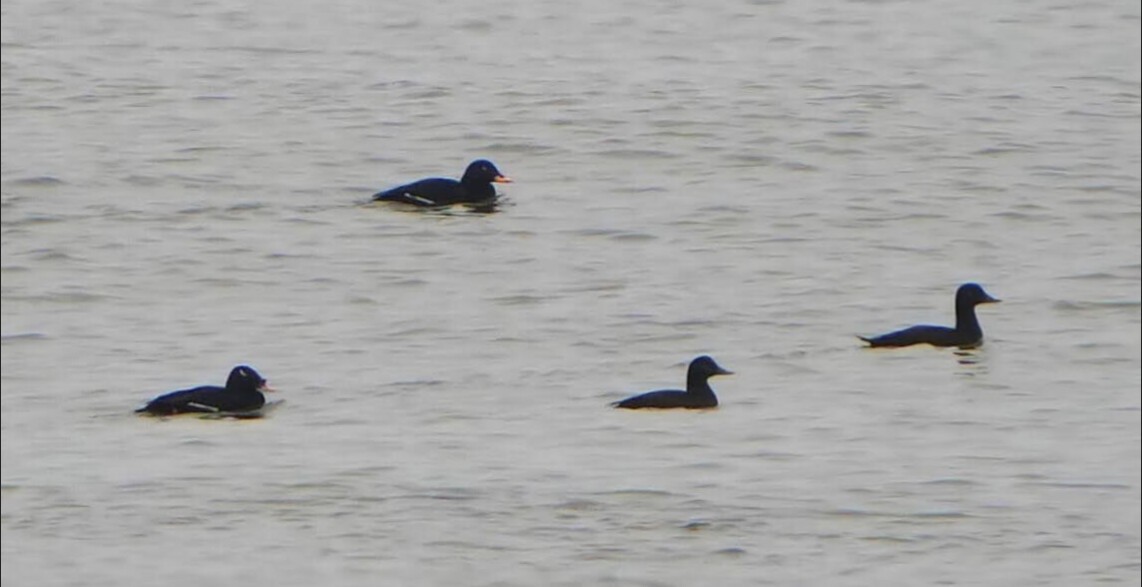 sibirsjøorre - ML647359509