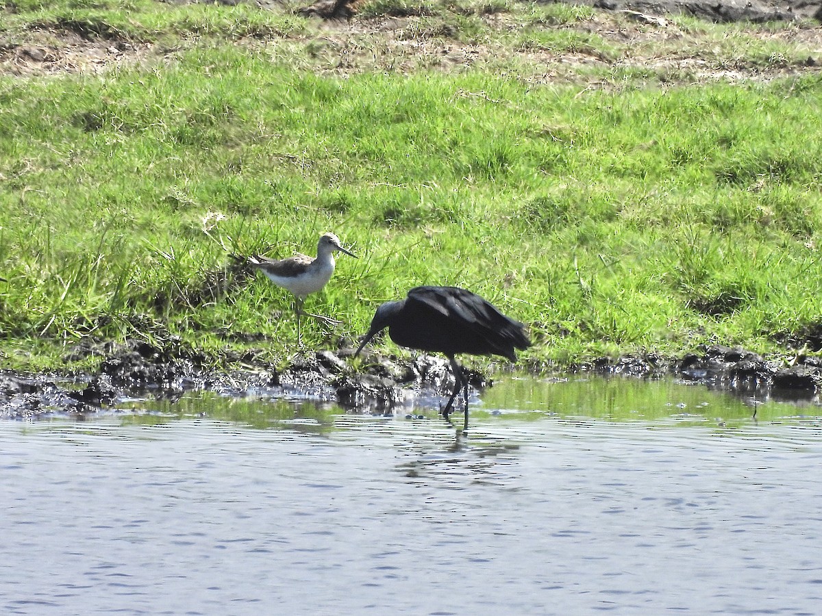 skyggehegre - ML647359511