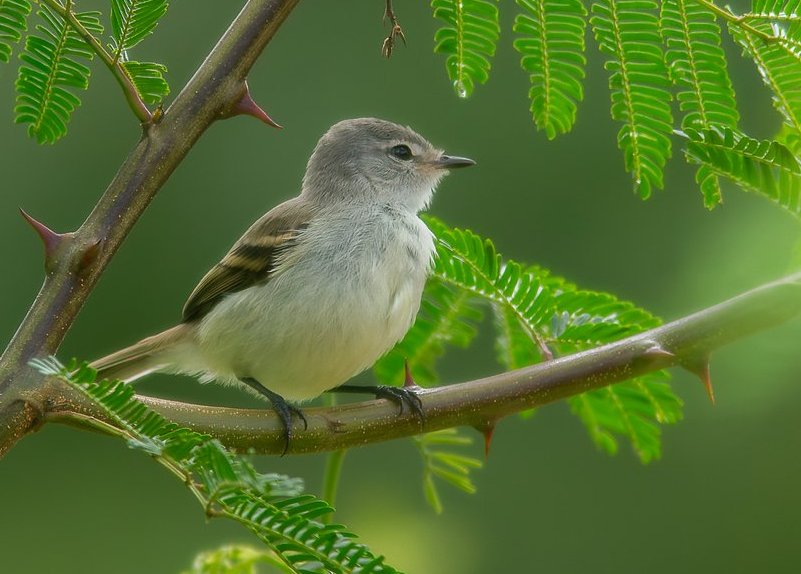 Southern Beardless-Tyrannulet - ML647359520