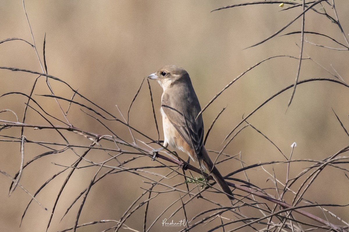 Isabellwürger - ML647359525