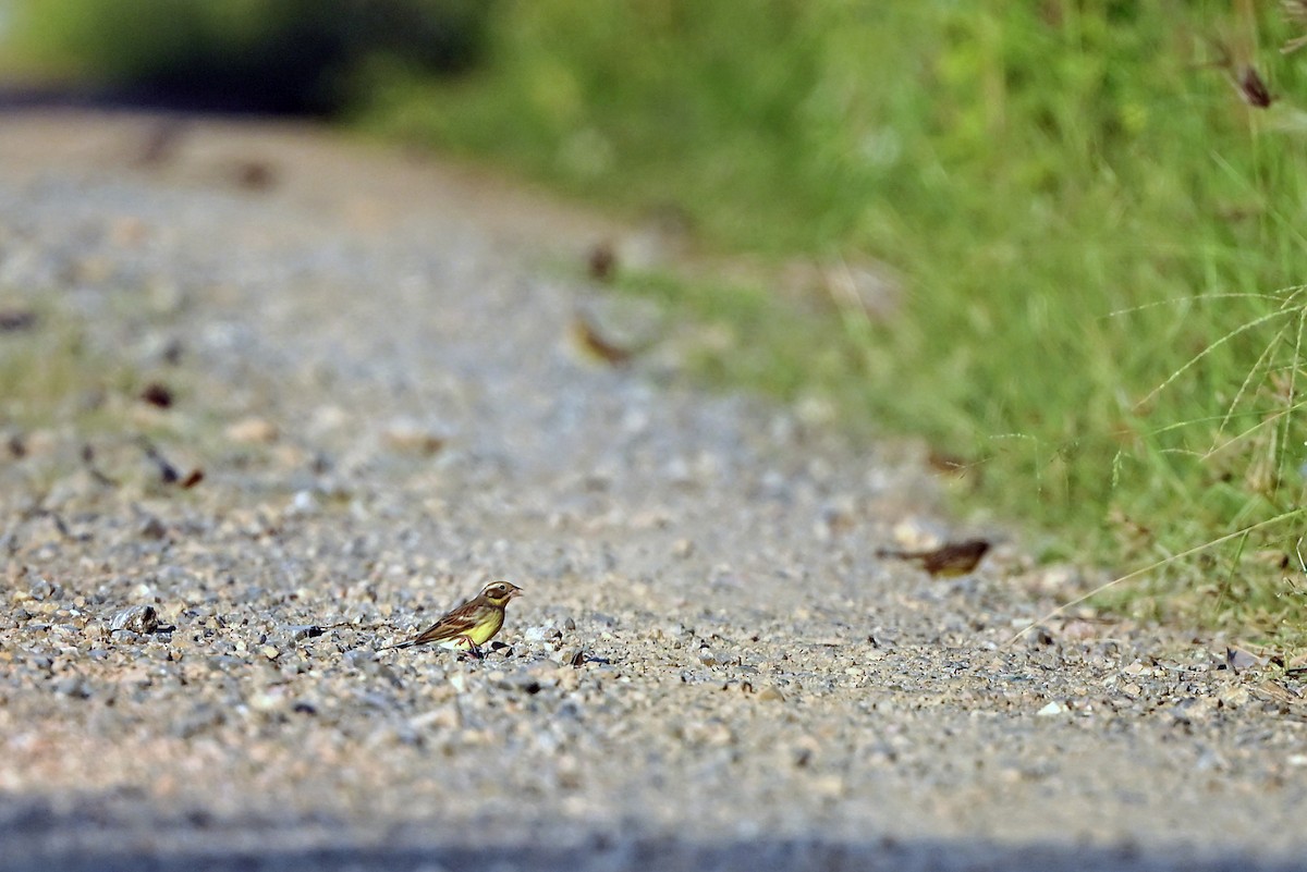 גיבתון צווארון - ML647359539