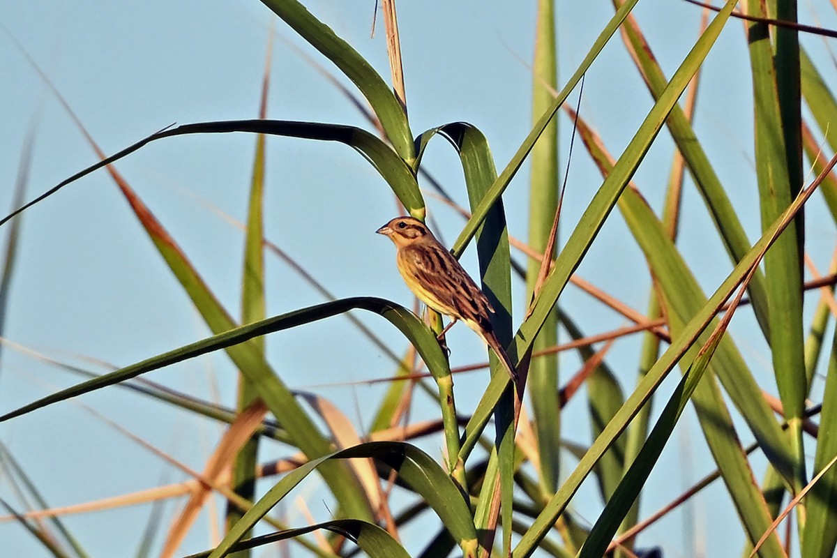 גיבתון צווארון - ML647359556