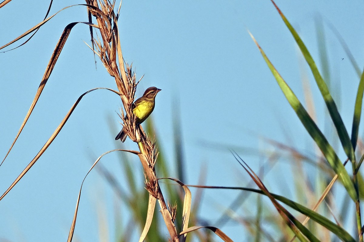 גיבתון צווארון - ML647359557