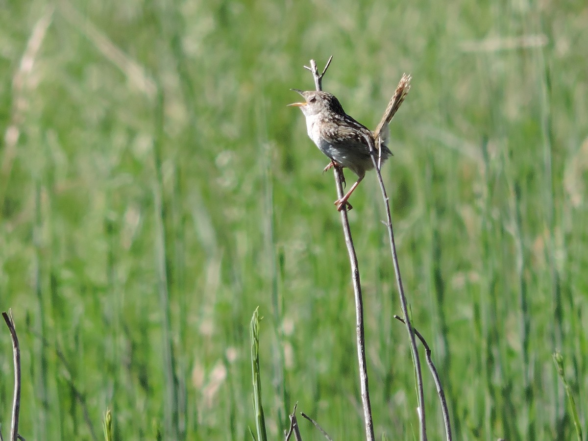 Grass Wren - ML647359558