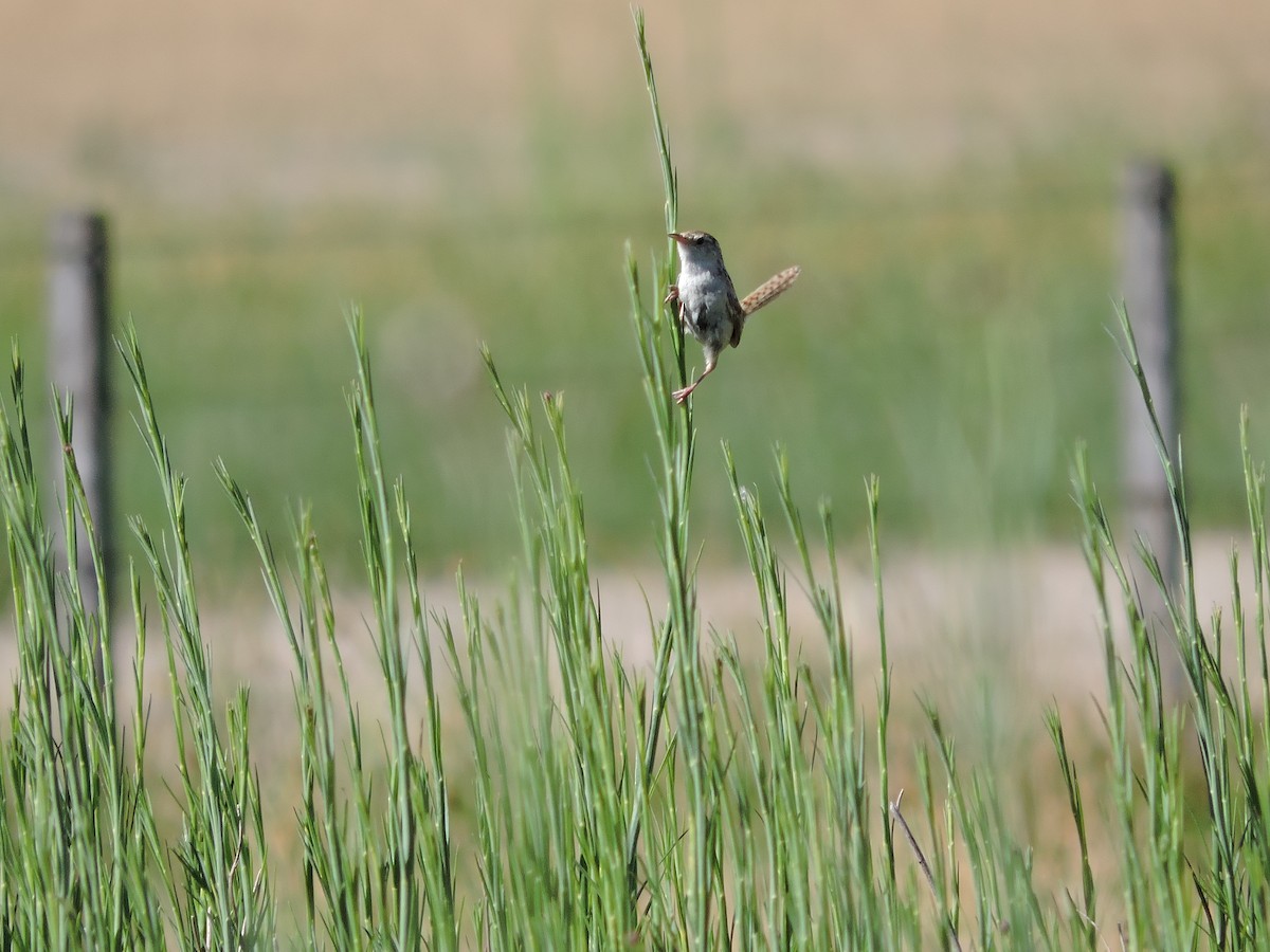 Grass Wren - ML647359560