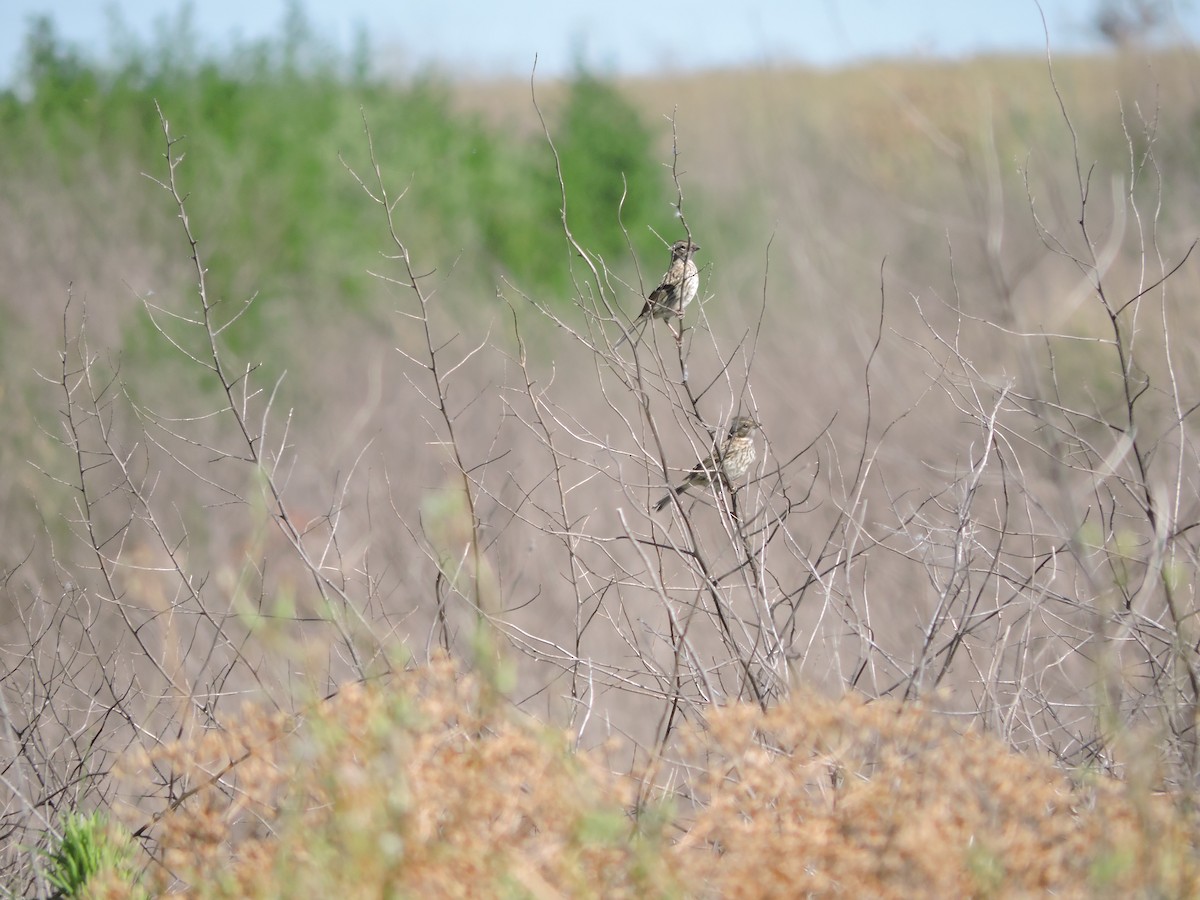 Rufous-collared Sparrow - ML647359570