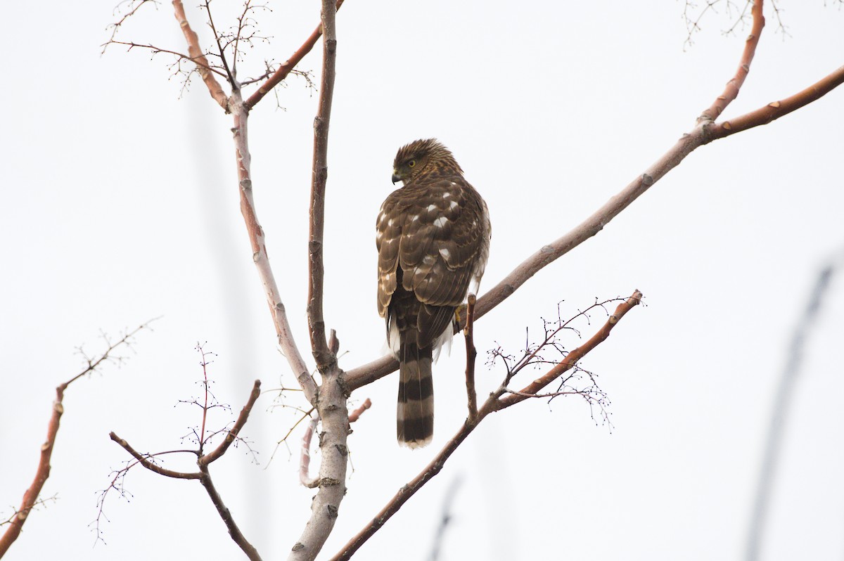 Cooper's Hawk - ML647359590