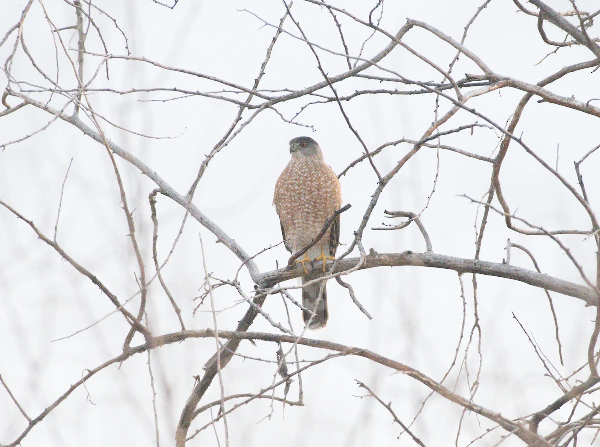 Cooper's Hawk - ML647359591