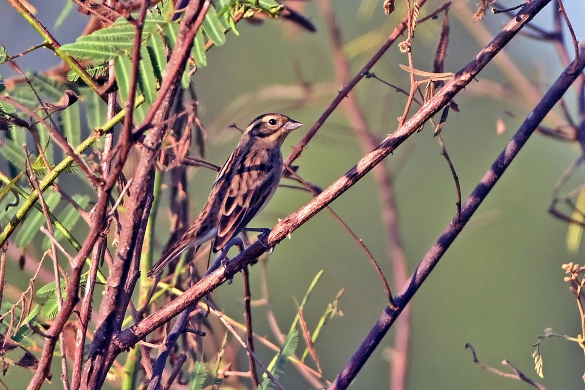 גיבתון צווארון - ML647359598