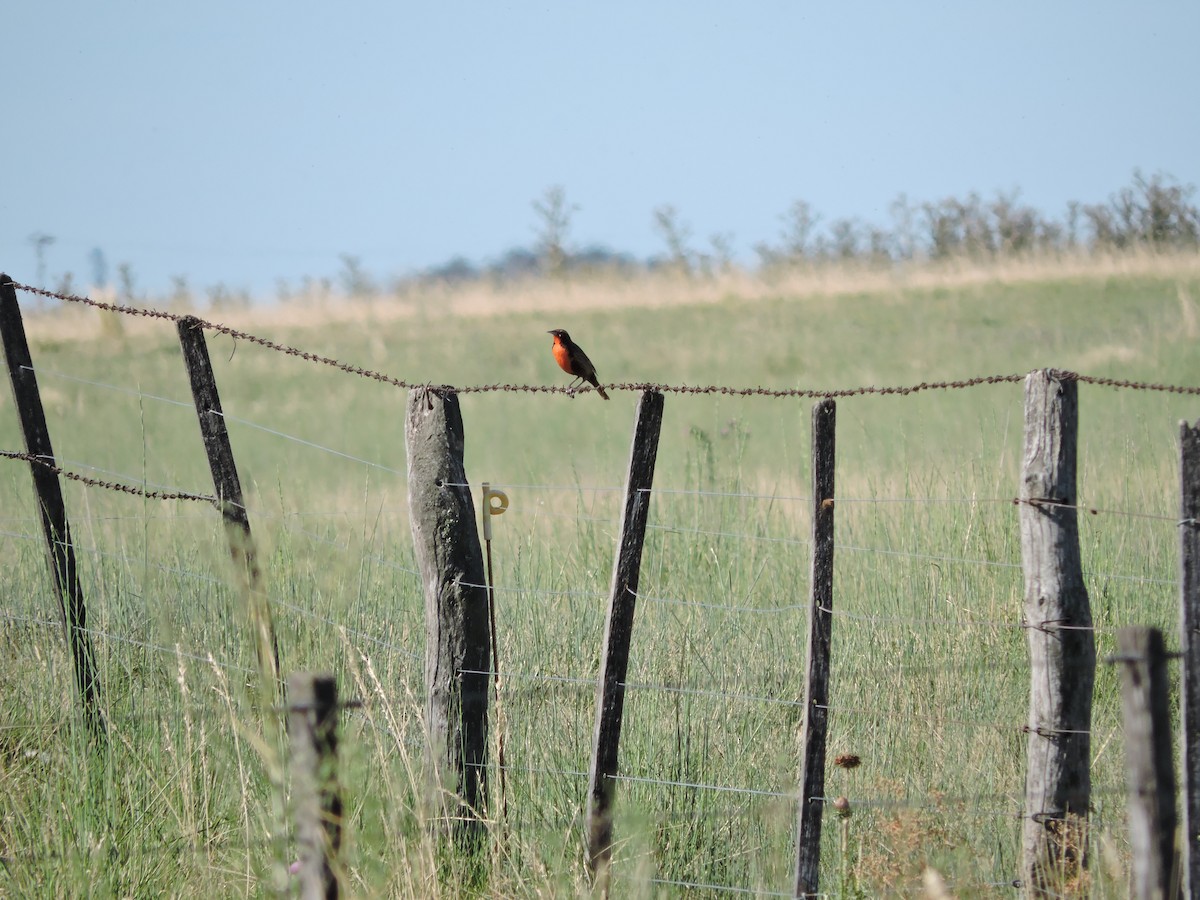 Long-tailed Meadowlark - ML647359602