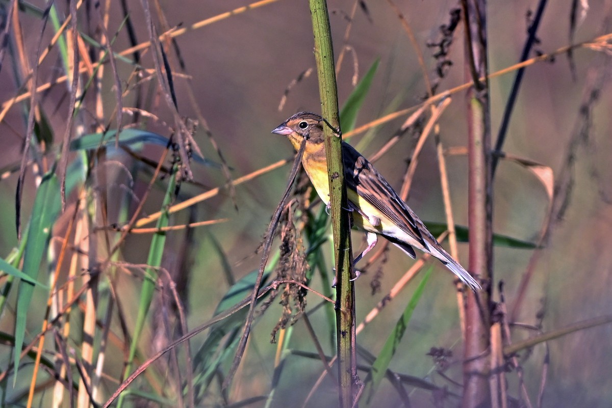 גיבתון צווארון - ML647359603