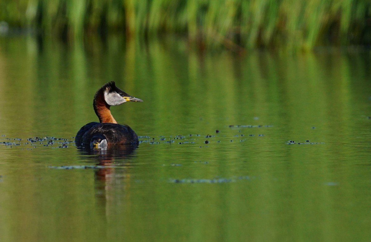 Somormujo Cuellirrojo - ML647359606