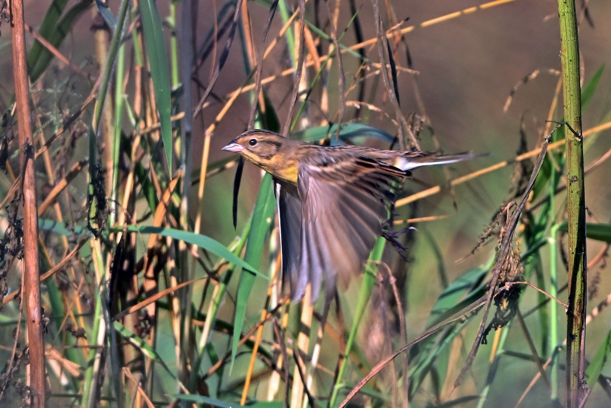 גיבתון צווארון - ML647359612