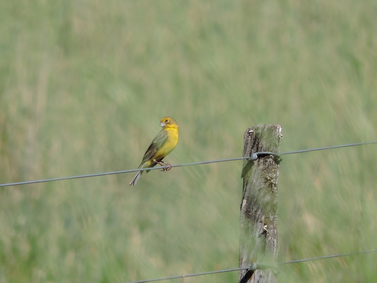 Короткоклювый зерноед - ML647359626