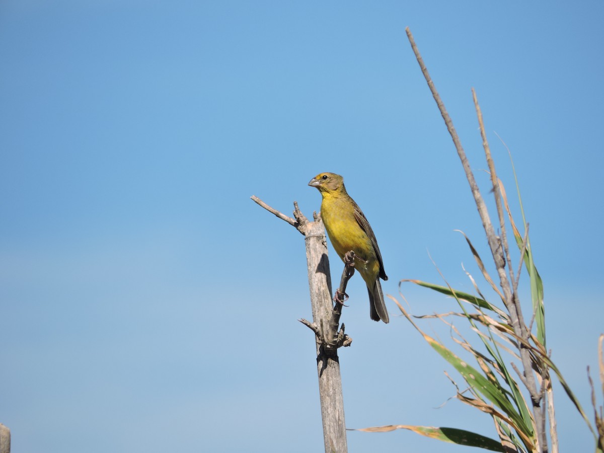 Короткоклювый зерноед - ML647359627