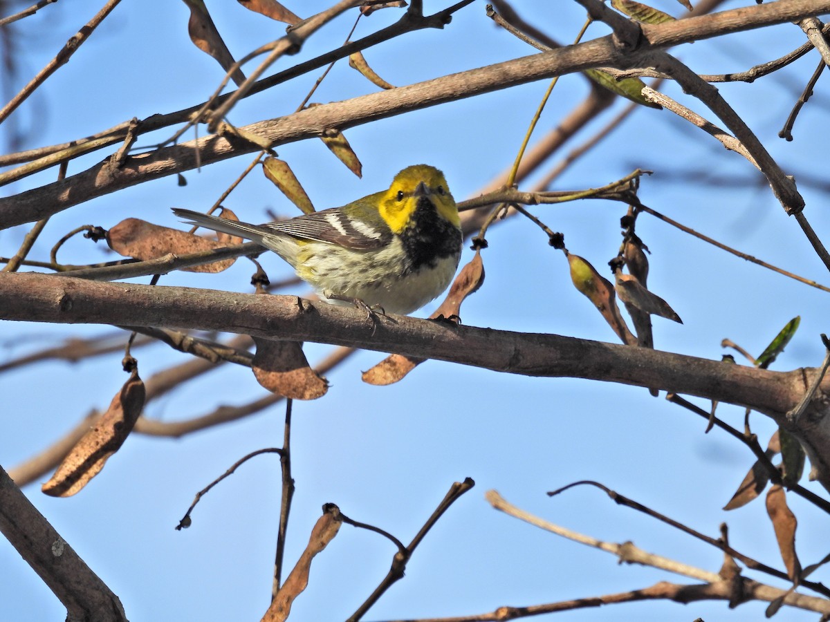 Reinita Dorsiverde - ML647359628